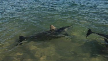 Shots of dolphins at Monkey Mia Shore.