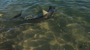 Shots of dolphins at Monkey Mia Shore.