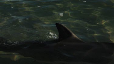 Shots of dolphins at Monkey Mia Shore.
