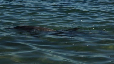 Shots of dolphins at Monkey Mia Shore.