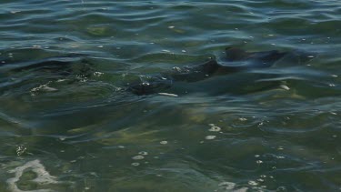 Shots of dolphins at Monkey Mia Shore.