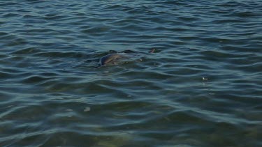 Shots of dolphins at Monkey Mia Shore.