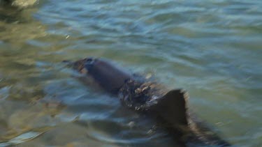 Shots of dolphins at Monkey Mia Shore.