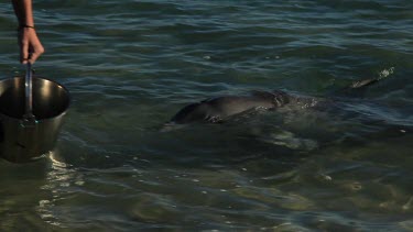 Shots of dolphins at Monkey Mia Shore being feed by tourists.