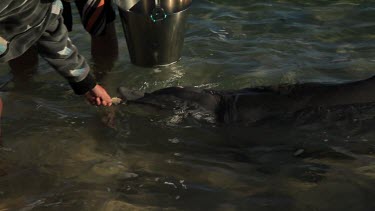 Shots of dolphins at Monkey Mia Shore being feed by tourists.