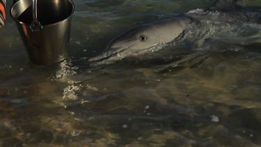 Shots of dolphins at Monkey Mia Shore being feed by tourists.