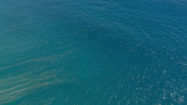 Aerial View of Shark Bay - Whale Shark Swimming