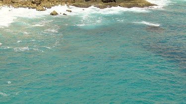 Aerial View of Shark Bay - Whale Shark Swimming