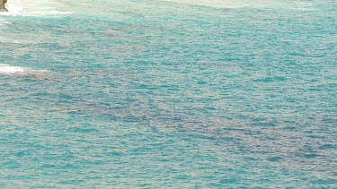 Aerial View of Shark Bay - Whale Shark Swimming