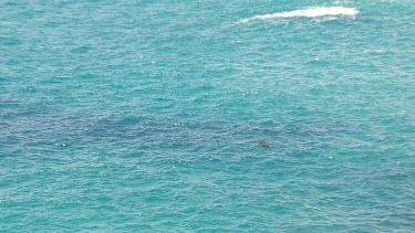 Aerial View of Shark Bay - Whale Shark Swimming