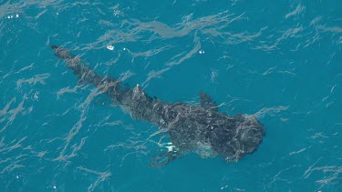 Aerial View of Shark Bay - Whale Shark Swimming