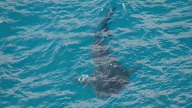 Aerial View of Shark Bay - Whale Shark Swimming