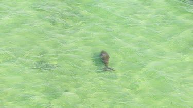 Aerial View of Shark Bay - Dugong Swimming