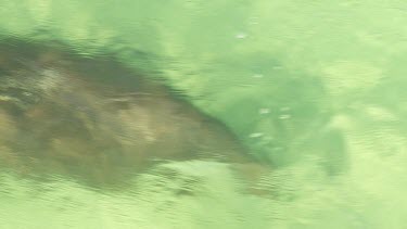 Aerial View of Shark Bay - Dugong Swimming