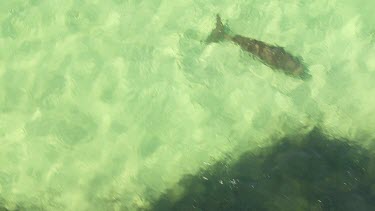 Aerial View of Shark Bay - Dugong Swimming