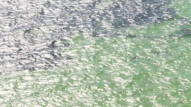 Aerial View of Shark Bay - Dugong Swimming