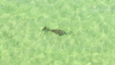 Aerial View of Shark Bay - Dugong Swimming