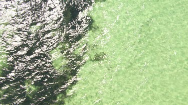 Aerial View of Shark Bay - Dugong Swimming