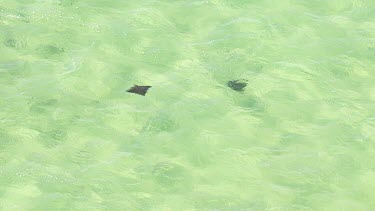 Aerial View of Shark Bay - Manta Rays Swimming