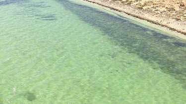 Aerial View of Shark Bay - Manta Rays Swimming