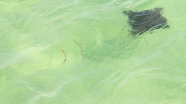 Aerial View of Shark Bay - Manta Rays Swimming