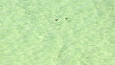 Aerial View of Shark Bay - Manta Rays Swimming