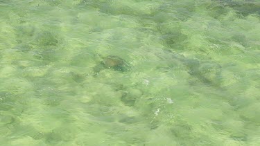 Aerial View of Shark Bay - Sea Turtle Swimming