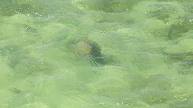 Aerial View of Shark Bay - Sea Turtle Swimming