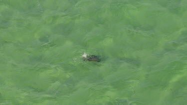 Aerial View of Shark Bay - Sea Turtle Swimming