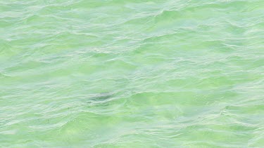Aerial View of Shark Bay - Sea Turtle Swimming