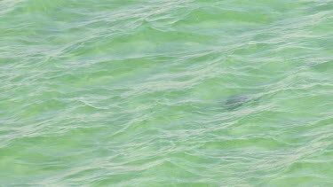 Aerial View of Shark Bay - Sea Turtle Swimming