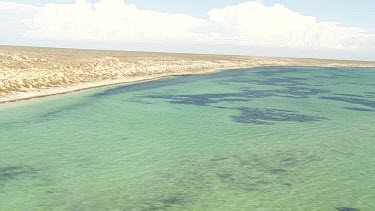 Aerial View of Shark Bay - Sea Turtle Swimming