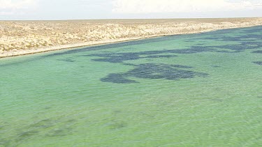 Aerial View of Shark Bay - Sea Turtle Swimming