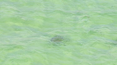 Aerial View of Shark Bay - Sea Turtle Swimming