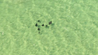 Aerial View of Shark Bay - Manta Rays Swimming