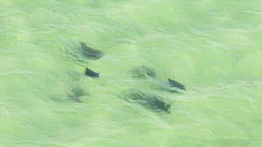 Aerial View of Shark Bay - Manta Rays Swimming