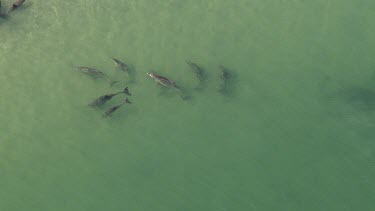 Aerial View of Monkey Mia with Dolphins