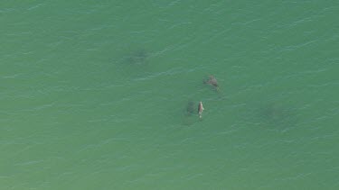 Aerial View of Monkey Mia with Dolphins