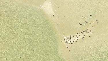 Aerial View of Shark Bay - Birds at shore