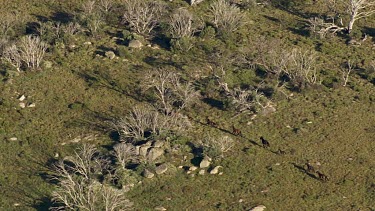 Aerial of Kosciuszko National Park Landcape - Wild Horses
