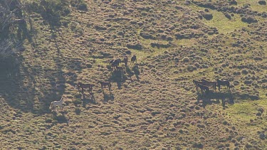 Aerial of Kosciuszko National Park Landcape - Wild Horses