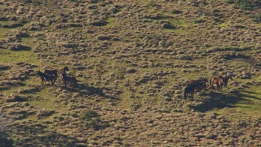 Aerial of Kosciuszko National Park Landcape - Wild Horses