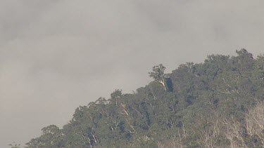 Aerial of Kosciuszko National Park Landcape - Mist among trees