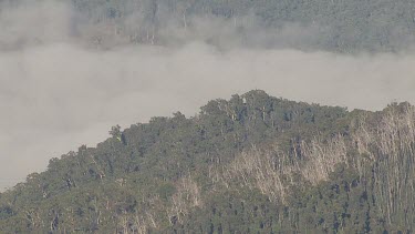 Aerial of Kosciuszko National Park Landcape - Mist among trees