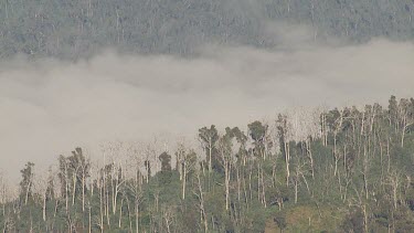 Aerial of Kosciuszko National Park Landcape - Mist among trees