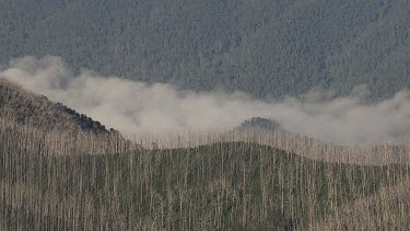 Aerial of Kosciuszko National Park Landcape - Mist among trees