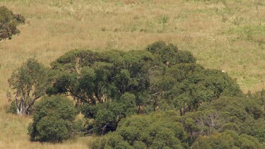 CM0001-NP-0031958 Aerial of Kosciuszko National Park Landcape - Wild Horse standing