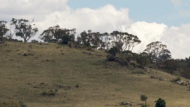 Aerial of Kosciuszko National Park -  Tracking along forest landcape