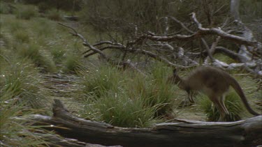 2 kangaroos hopping through wet grass