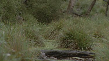 kangaroo hopping through wet grass